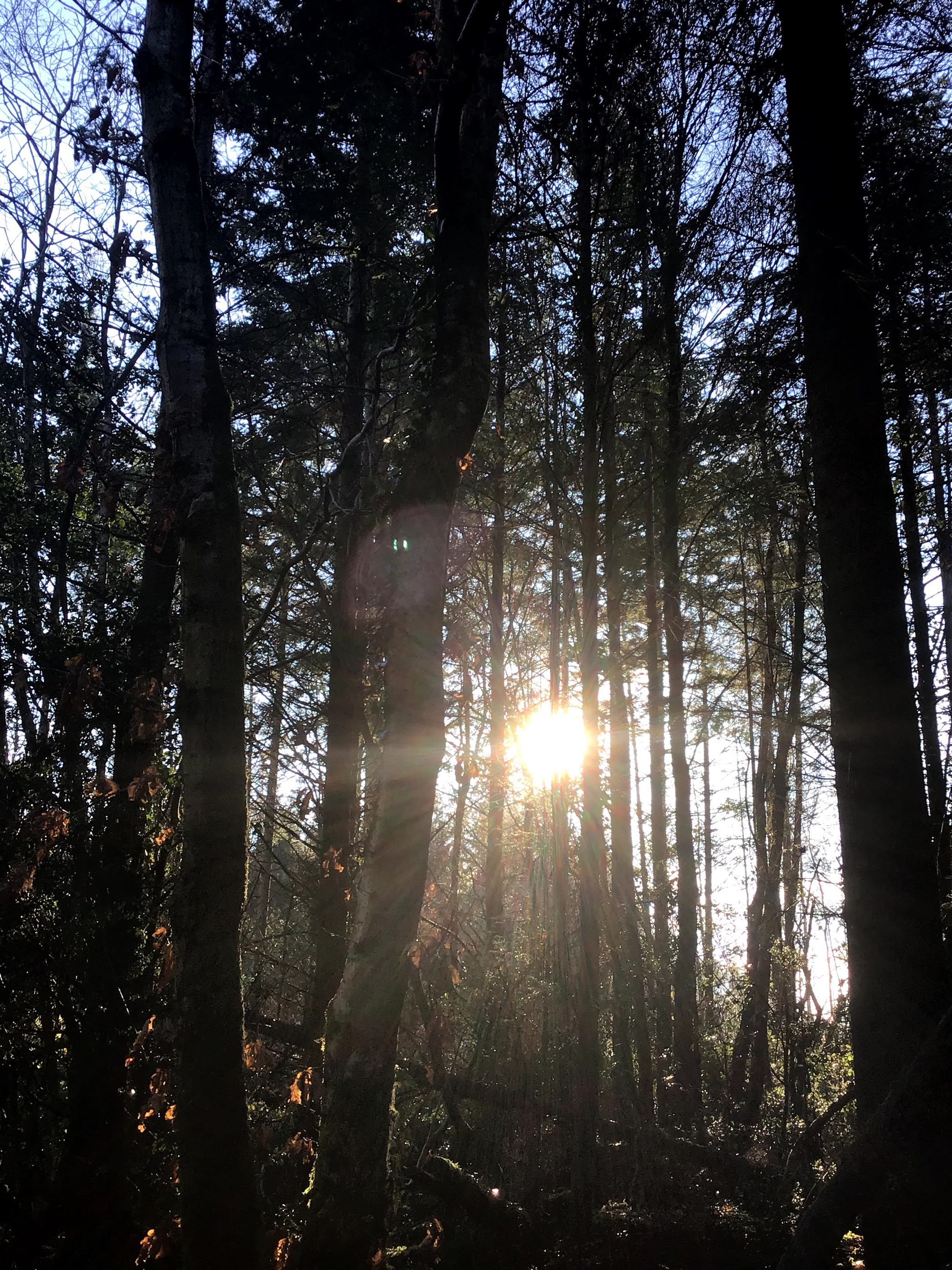 Sunrays Through Trees